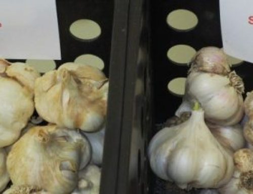 Rohwer Gourmet Garlic