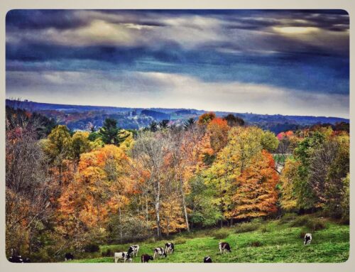 TLC – The Little Cow